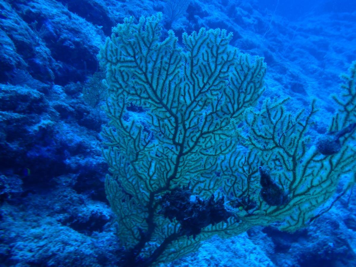 Sea Blue Hotel Onna Bagian luar foto